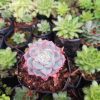 Close-up of Hybrid Echeveria Orient, a stunning addition to any indoor or outdoor space