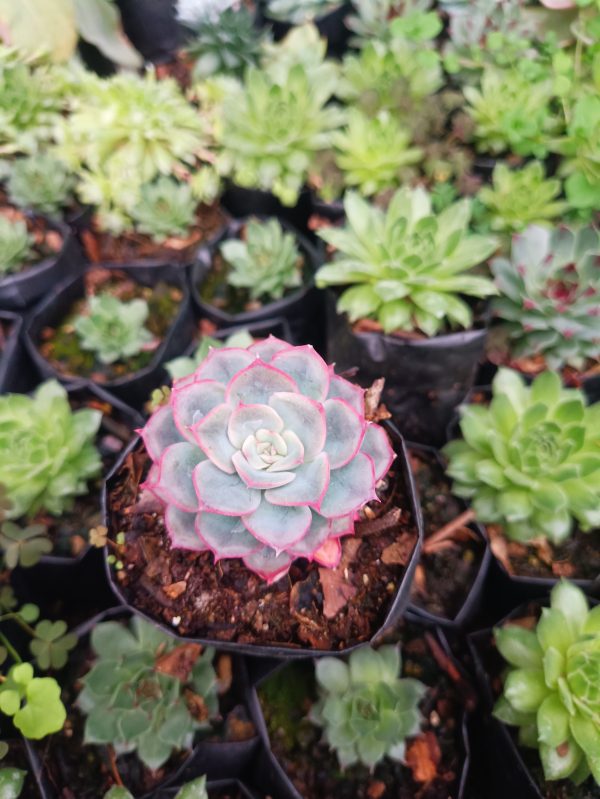 Close-up of Hybrid Echeveria Orient, a stunning addition to any indoor or outdoor space