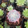 Hybrid Echeveria Orient: Perfect choice for adding beauty and elegance to your home, office, or garden decor