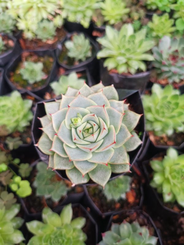 Eye-catching image of Echeveria Fabiola, featuring its elegant foliage and captivating beauty