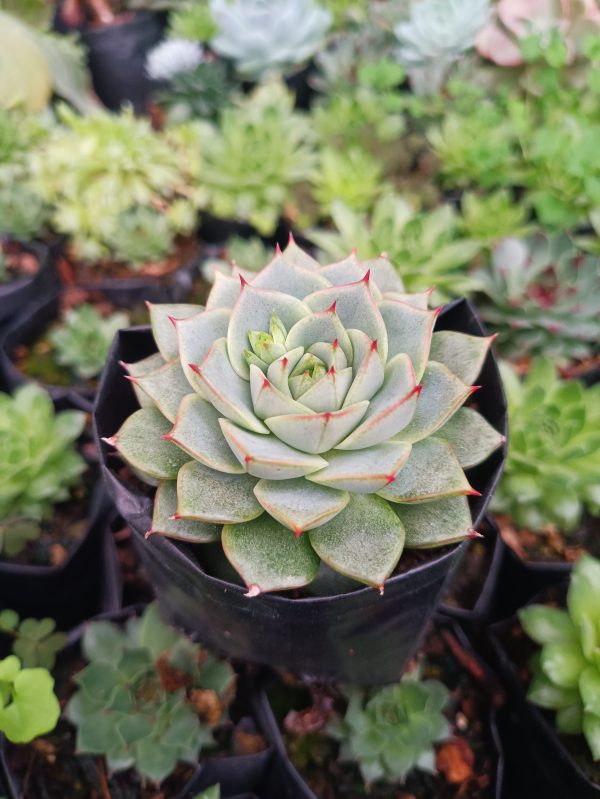 Detailed view of the Fabiola Echeveria, highlighting its compact rosette form and vibrant coloration