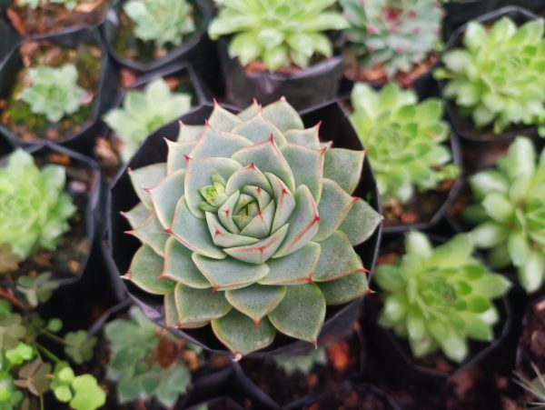 Close-up of Echeveria Fabiola, showcasing its blue-green leaves with delicate pink edges