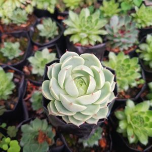"Close-up of Echeveria Ben Badis, showcasing its rosette of blue-green leaves with pink margins
