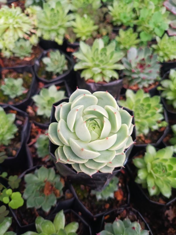 "Close-up of Echeveria Ben Badis, showcasing its rosette of blue-green leaves with pink margins