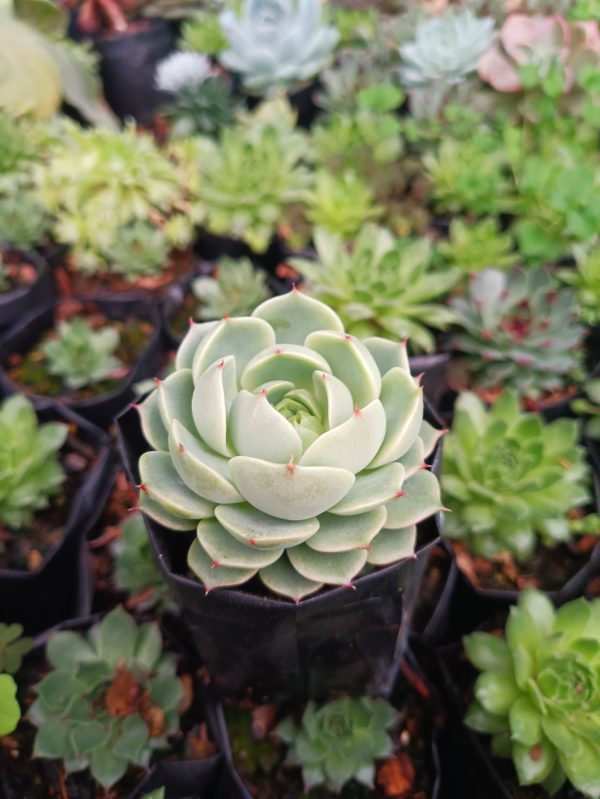 "Detailed view of the Blue Rose Echeveria, highlighting its stunning coloration and compact growth.