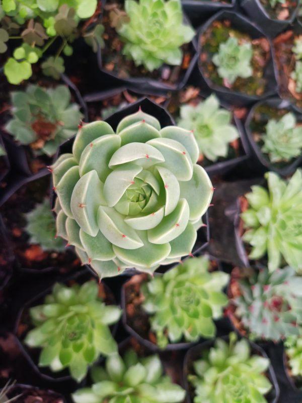 .Eye-catching image of Echeveria Ben Badis, displaying its elegant rosette form and vibrant foliage.