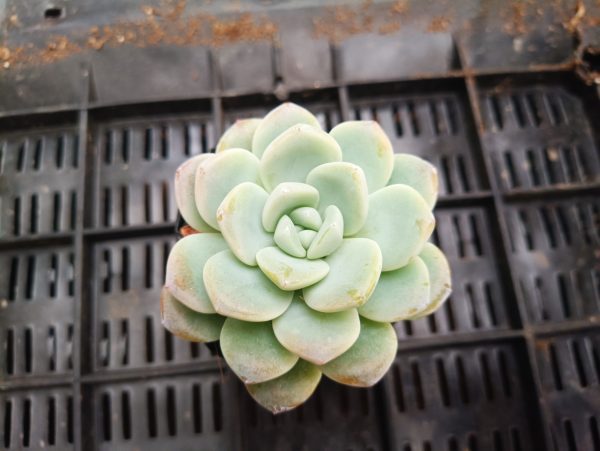 Close-up of Icy Green Hybrid Succulent showcasing its unique icy green coloration and rosette formation