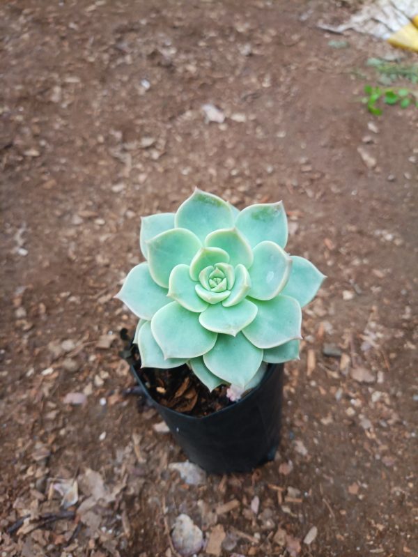 Vibrant Graptoveria Titubans succulent showcasing its unique foliage.