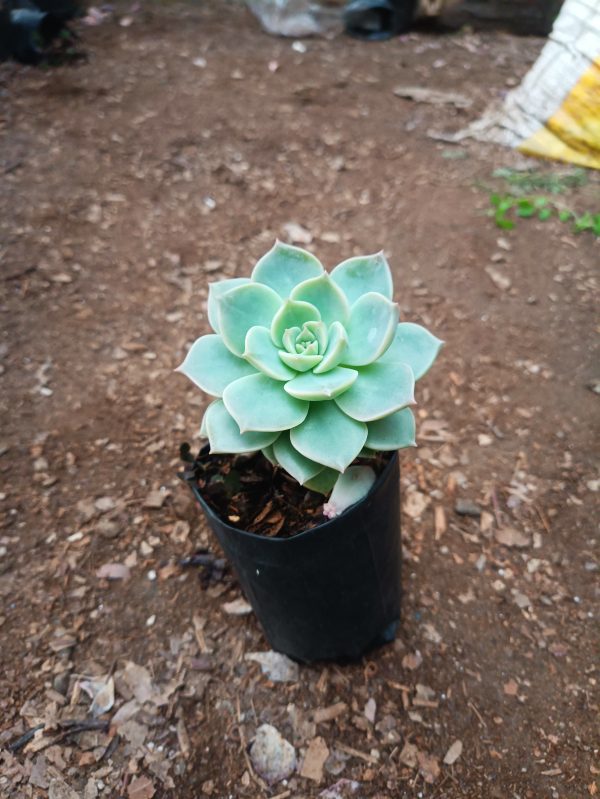 Graptoveria Titubans: A colorful addition to your indoor garden