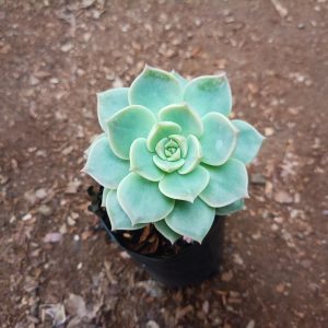Close-up of Graptoveria Titubans succulent plant with rosette leaves