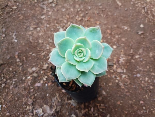 Close-up of Graptoveria Titubans succulent plant with rosette leaves