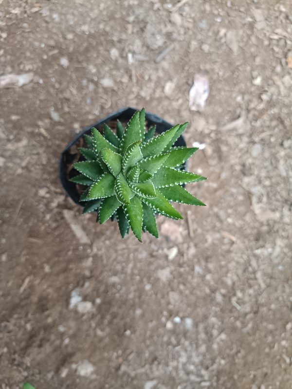 Close-up of Haworthia Coarctata succulent with dark green leaves and white tubercles in a decorative pot.