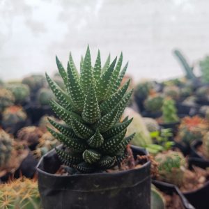 Haworthia Coarctata succulent plant showcased in a stylish container, adding natural elegance to any space.