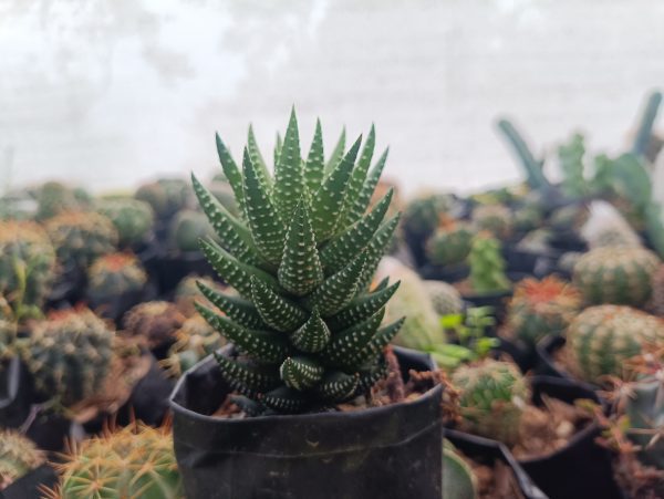 Haworthia Coarctata succulent plant showcased in a stylish container, adding natural elegance to any space.