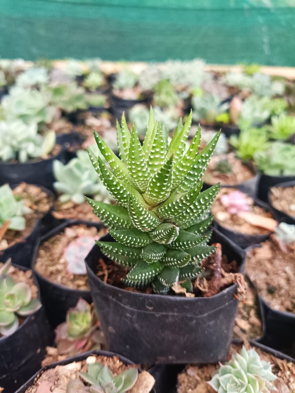 Dark green Haworthia Coarctata succulent with distinctive white markings, perfect for indoor or outdoor decor.