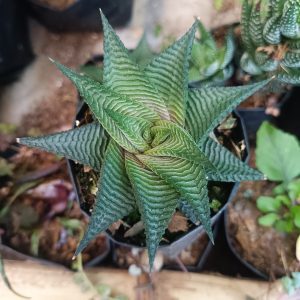 Non-Variegated Haworthia Limifolia succulent plant showcased in a decorative pot, adding elegance to any space.