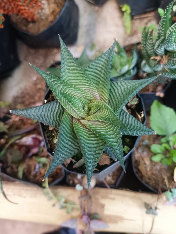 Non-Variegated Haworthia Limifolia succulent plant showcased in a decorative pot, adding elegance to any space.