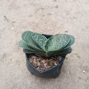 Close-up of Gasteria Liliputana succulent with dark green leaves and white spots in a decorative pot.