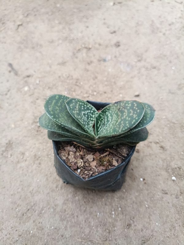 Close-up of Gasteria Liliputana succulent with dark green leaves and white spots in a decorative pot.