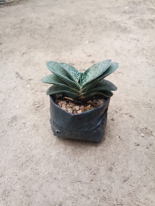 Gasteria Liliputana succulent plant showcased in a stylish container, adding natural beauty to any space.