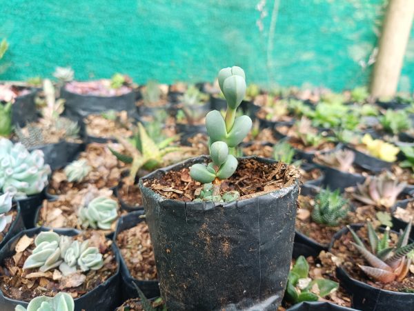 Corpuscularia Lehmannii Non-Variegated, featuring dense, compact rosettes of blue-green leaves, available at a low price on Frek.in.