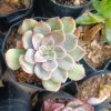 Close-up of Echeveria Pink Harin's rosette-shaped leaves, showcasing its vibrant pink coloration.