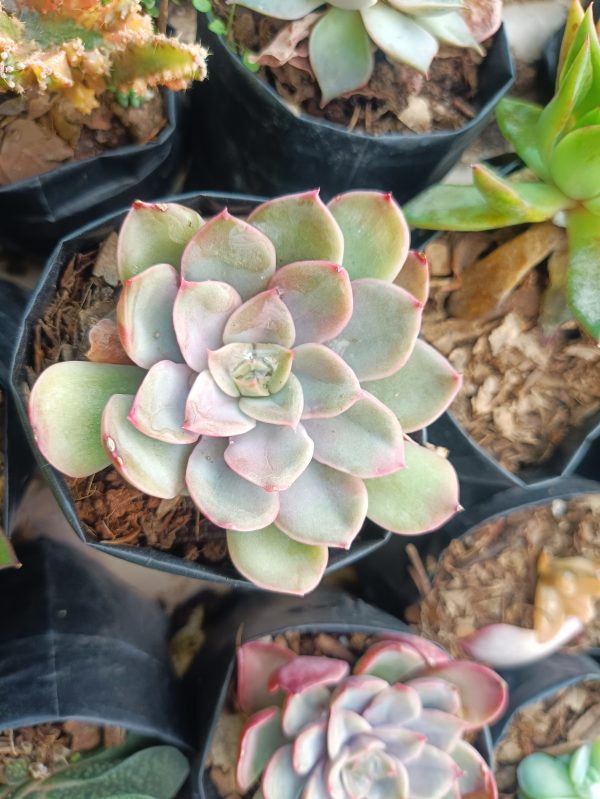 Close-up of Echeveria Pink Harin's rosette-shaped leaves, showcasing its vibrant pink coloration.