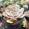 A beautiful Echeveria Pink Harin plant, displaying its stunning pink foliage, perfect for adding color to any space.