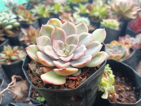 A beautiful Echeveria Pink Harin plant, displaying its stunning pink foliage, perfect for adding color to any space.