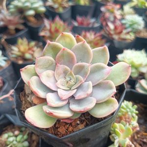Echeveria Pink Harin succulent, showing off its striking appearance and unique pink hues, ideal for succulent enthusiasts.