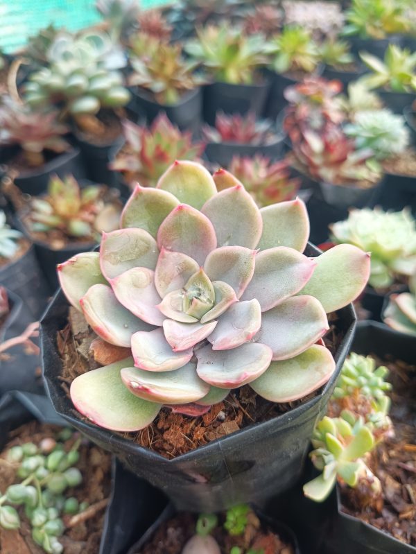 Echeveria Pink Harin succulent, showing off its striking appearance and unique pink hues, ideal for succulent enthusiasts.