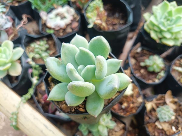 Pachyveria Pachyphytoides succulent plant with chubby, bean-shaped leaves.