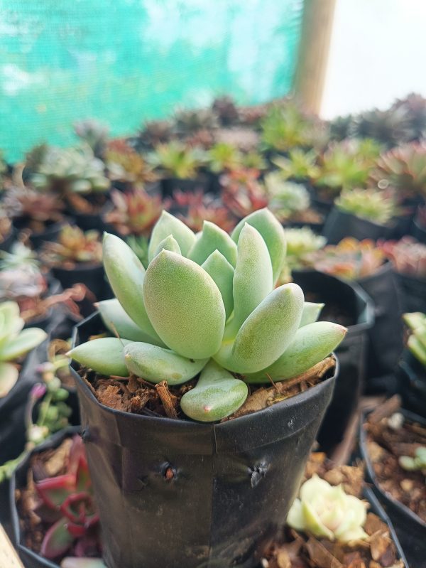 Close-up of Pachyveria Pachyphytoides showing its bluish-gray foliage.