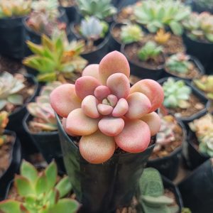 A close-up of a stunning Red Moonstone, showcasing its vibrant red hues and natural beauty.