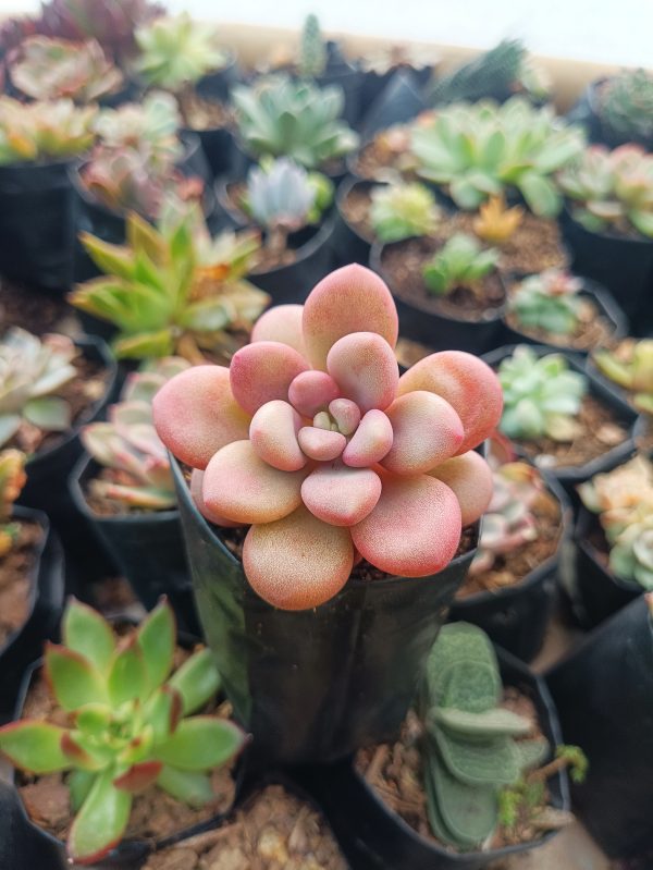 A close-up of a stunning Red Moonstone, showcasing its vibrant red hues and natural beauty.