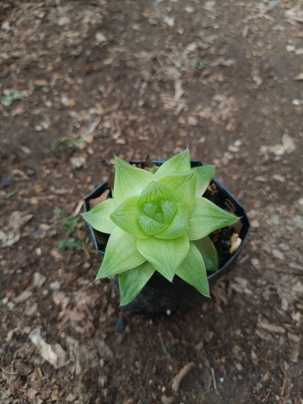 Haworthia Cymbiformis succulent plant with boat-shaped leaves, ideal for home and office decor.