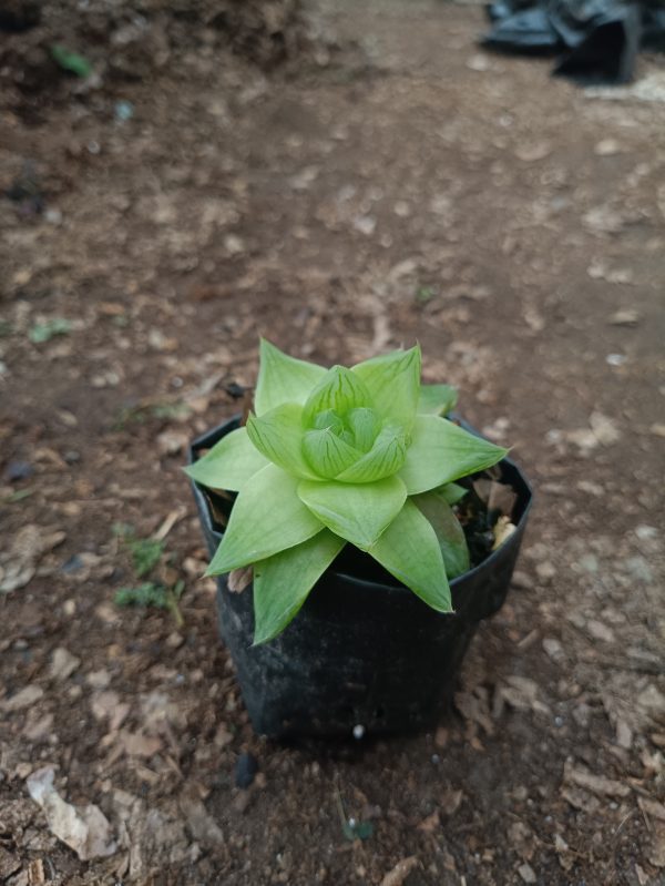 Close-up of Haworthia Cymbiformis succulent, showing its unique boat-like leaf shape, perfect for succulent enthusiasts.