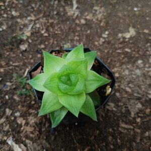 Haworthia Cymbiformis: a charming succulent with fleshy, triangular leaves, adding a touch of elegance to any space.