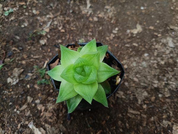 Haworthia Cymbiformis: a charming succulent with fleshy, triangular leaves, adding a touch of elegance to any space.