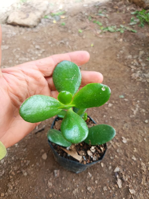 A close-up image showcasing the intricate details of the Crassula Ovata (Jade Plant) leaves, highlighting their glossy texture and vibrant green color, perfect for adding a touch of nature's beauty to your living space.