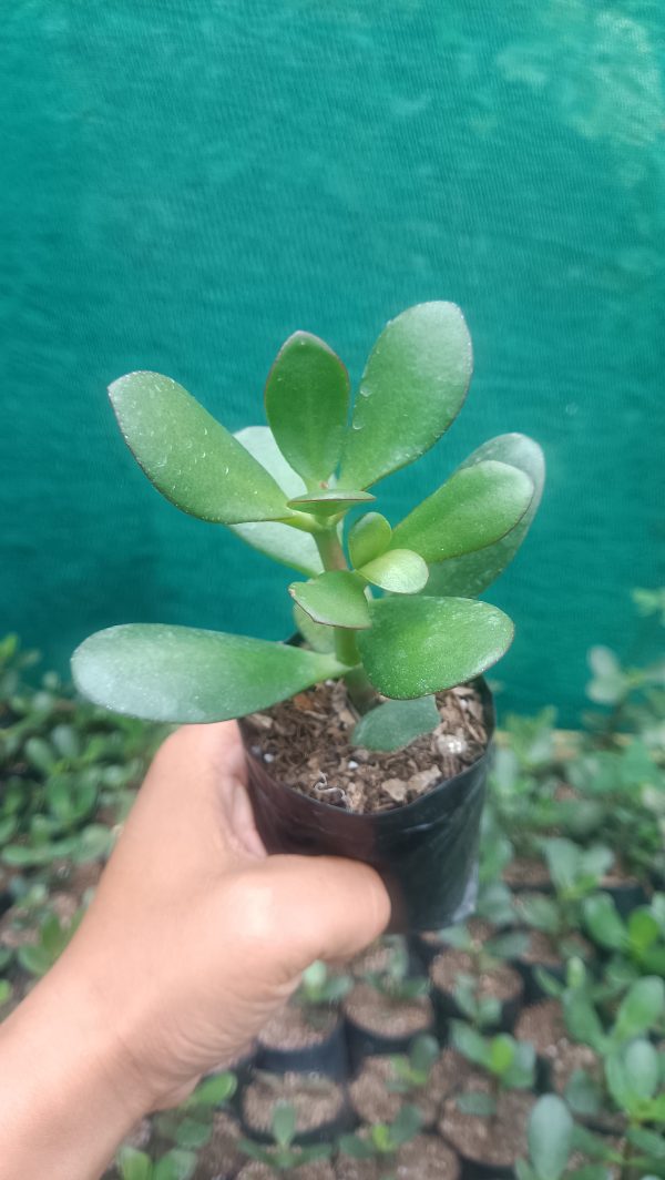 A lush Jade Plant (Crassula Ovata) with vibrant green leaves in a decorative pot.