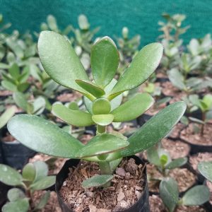 Close-up of the thick, glossy leaves of a Jade Plant against a white background.