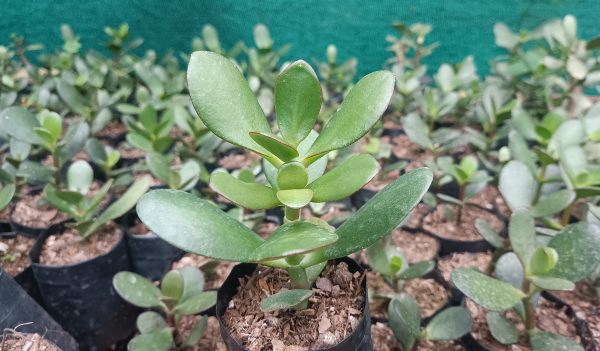 Close-up of the thick, glossy leaves of a Jade Plant against a white background.