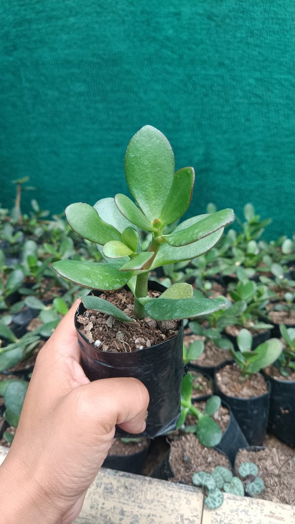 A Jade Plant displayed on a wooden desk, adding greenery to the workspace.