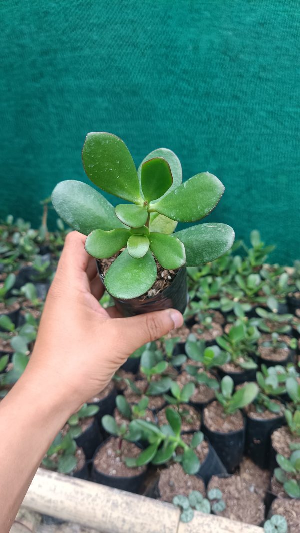 A healthy Jade Plant growing in a succulent garden alongside other plants.