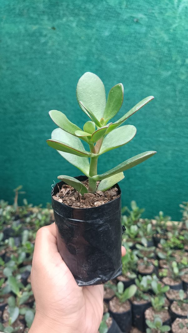 A blooming Jade Plant in a bright room, showcasing its compact, tree-like structure.