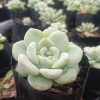 Close-up of Hybrid Icy Green Echeveria succulent with icy green rosettes.