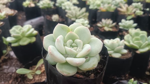 Close-up of Hybrid Icy Green Echeveria succulent with icy green rosettes.