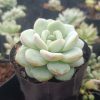 Potted Hybrid Icy Green Echeveria on a wooden table in a bright room.