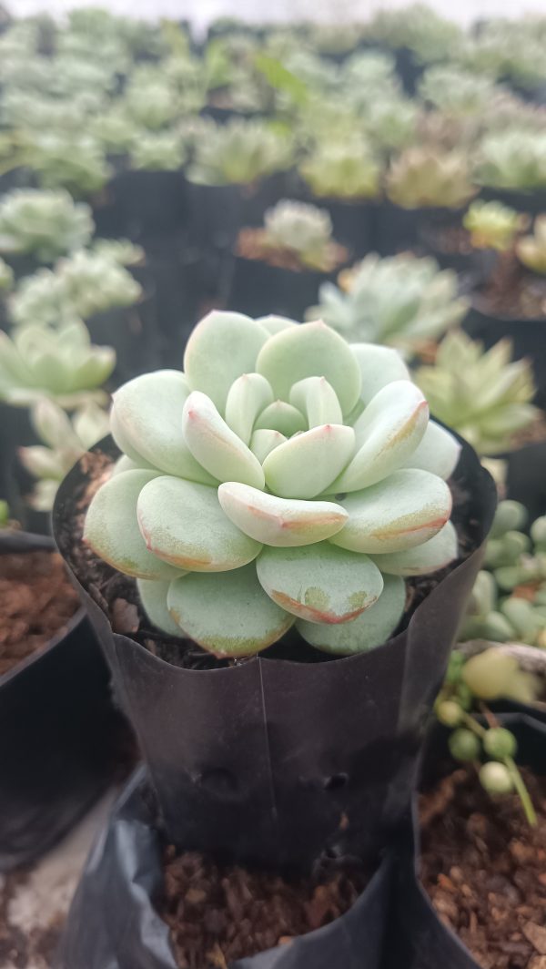 Potted Hybrid Icy Green Echeveria on a wooden table in a bright room.